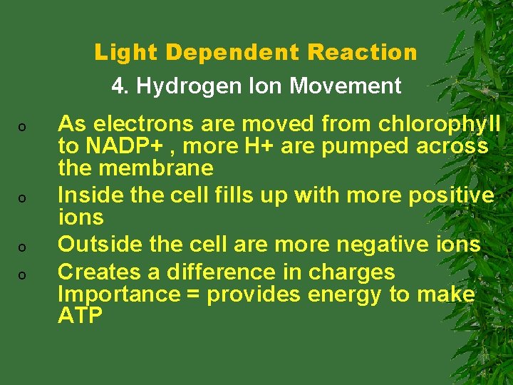 Light Dependent Reaction 4. Hydrogen Ion Movement o o As electrons are moved from