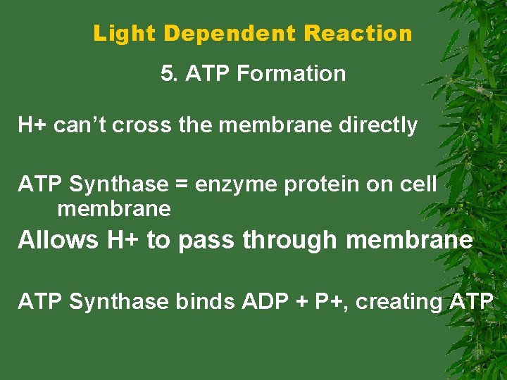 Light Dependent Reaction 5. ATP Formation H+ can’t cross the membrane directly ATP Synthase