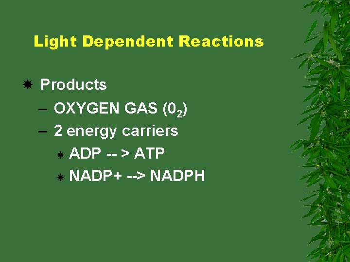 Light Dependent Reactions Products – OXYGEN GAS (02) – 2 energy carriers ADP --