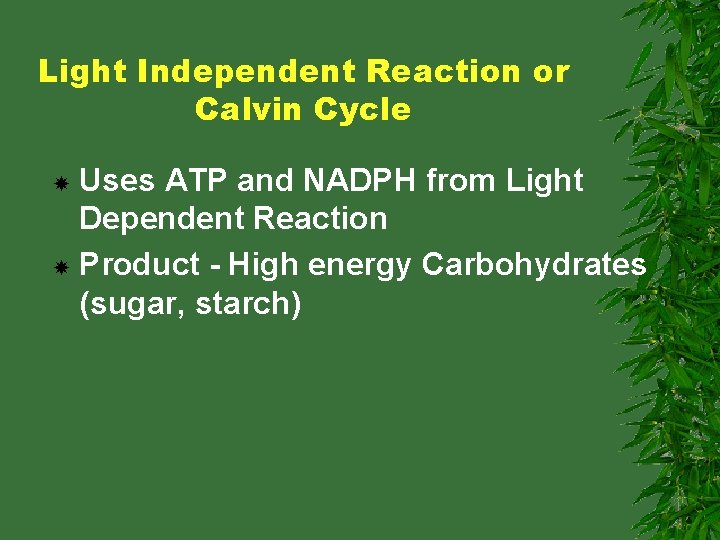 Light Independent Reaction or Calvin Cycle Uses ATP and NADPH from Light Dependent Reaction