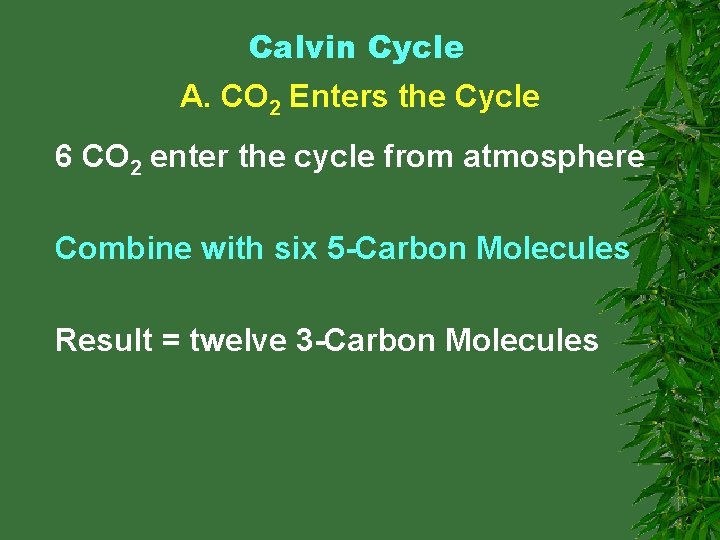 Calvin Cycle A. CO 2 Enters the Cycle 6 CO 2 enter the cycle