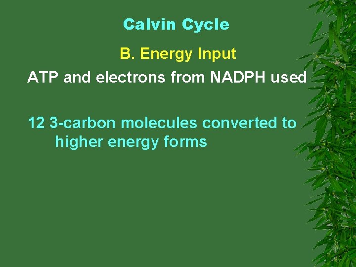 Calvin Cycle B. Energy Input ATP and electrons from NADPH used 12 3 -carbon
