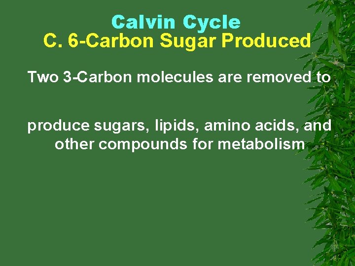 Calvin Cycle C. 6 -Carbon Sugar Produced Two 3 -Carbon molecules are removed to