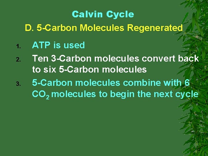 Calvin Cycle D. 5 -Carbon Molecules Regenerated 1. 2. 3. ATP is used Ten