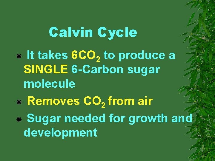 Calvin Cycle It takes 6 CO 2 to produce a SINGLE 6 -Carbon sugar