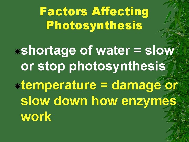 Factors Affecting Photosynthesis shortage of water = slow or stop photosynthesis temperature = damage