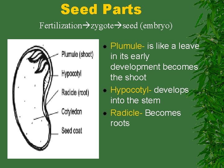 Seed Parts Fertilization zygote seed (embryo) Plumule- is like a leave in its early