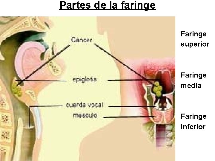 Partes de la faringe Faringe superior Faringe media Faringe inferior Partes de la faringe Faringe superior Faringe media Faringe inferior