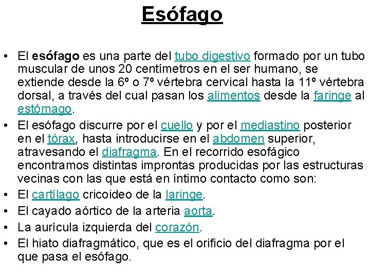 Esófago • El esófago es una parte del tubo digestivo formado por un tubo