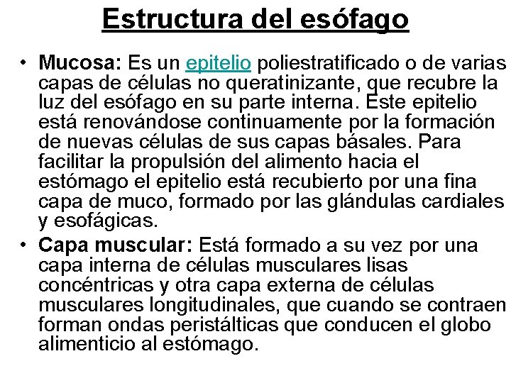 Estructura del esófago • Mucosa: Es un epitelio poliestratificado o de varias capas de Estructura del esófago • Mucosa: Es un epitelio poliestratificado o de varias capas de