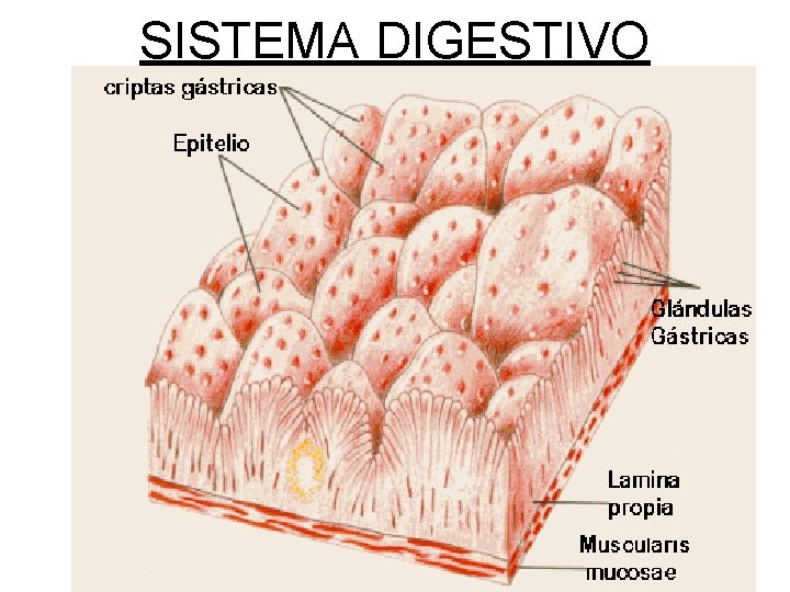 SISTEMA DIGESTIVO SISTEMA DIGESTIVO