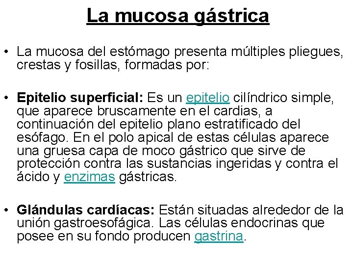 La mucosa gástrica • La mucosa del estómago presenta múltiples pliegues, crestas y fosillas,