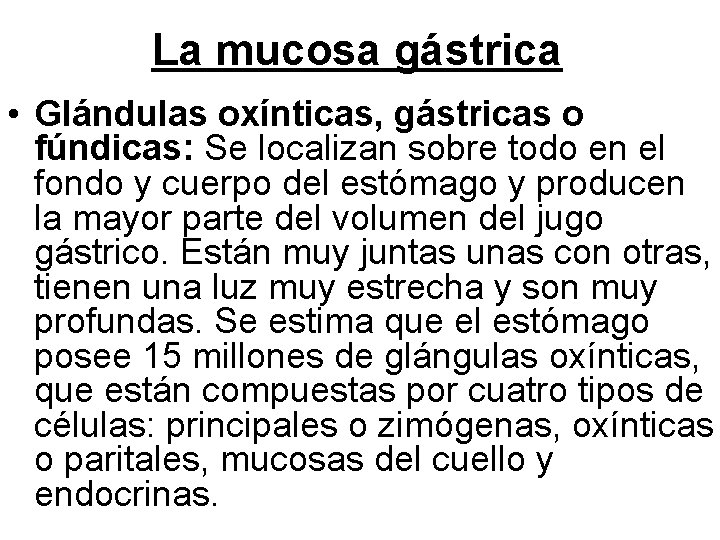 La mucosa gástrica • Glándulas oxínticas, gástricas o fúndicas: Se localizan sobre todo en