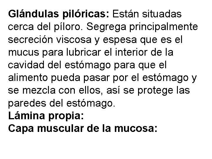 Glándulas pilóricas: Están situadas cerca del píloro. Segrega principalmente secreción viscosa y espesa que Glándulas pilóricas: Están situadas cerca del píloro. Segrega principalmente secreción viscosa y espesa que