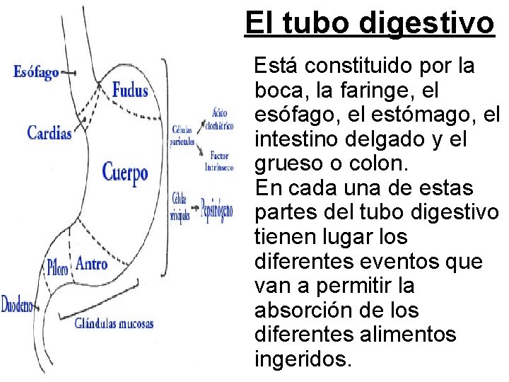 El tubo digestivo Está constituido por la boca, la faringe, el esófago, el estómago,