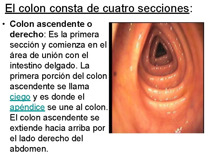 El colon consta de cuatro secciones: • Colon ascendente o derecho: Es la primera