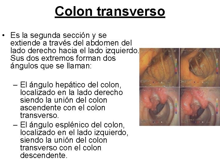 Colon transverso • Es la segunda sección y se extiende a través del abdomen Colon transverso • Es la segunda sección y se extiende a través del abdomen