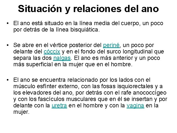 Situación y relaciones del ano • El ano está situado en la línea media