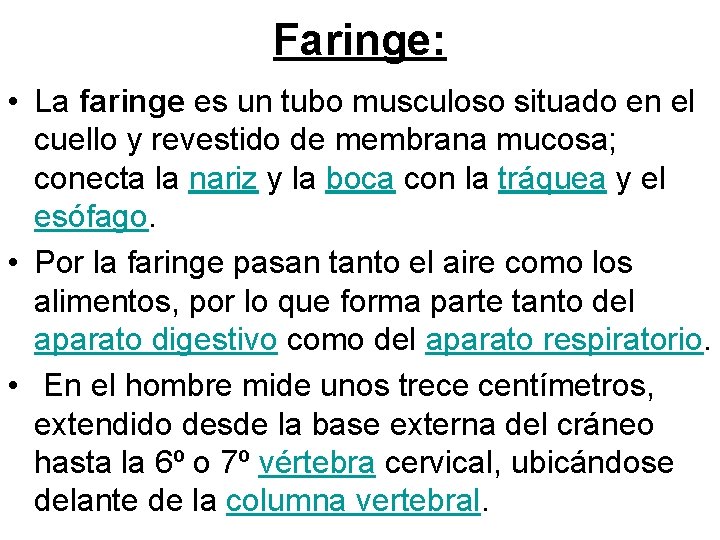 Faringe: • La faringe es un tubo musculoso situado en el cuello y revestido