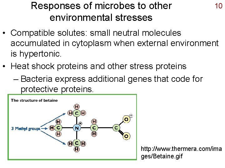 Responses of microbes to other environmental stresses 10 • Compatible solutes: small neutral molecules