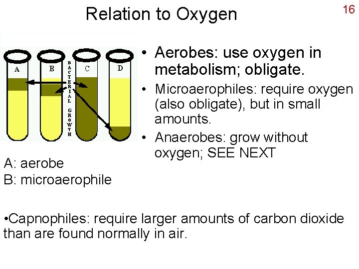 Relation to Oxygen 16 • Aerobes: use oxygen in metabolism; obligate. A: aerobe B: