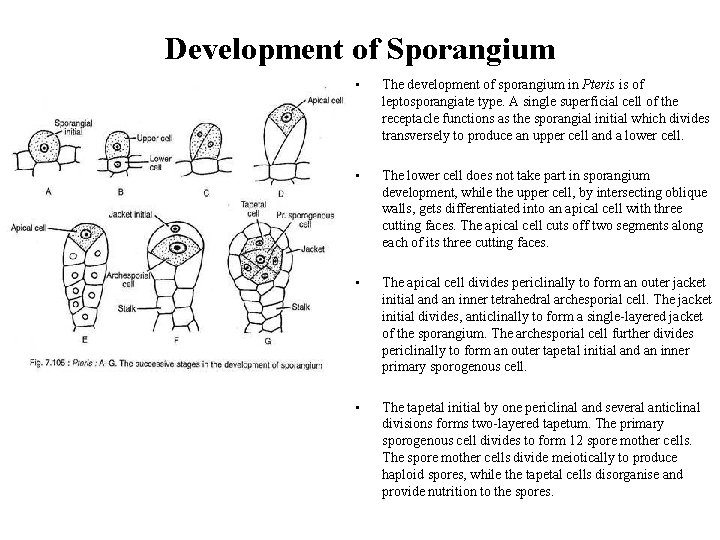 Development of Sporangium • The development of sporangium in Pteris is of leptosporangiate type.