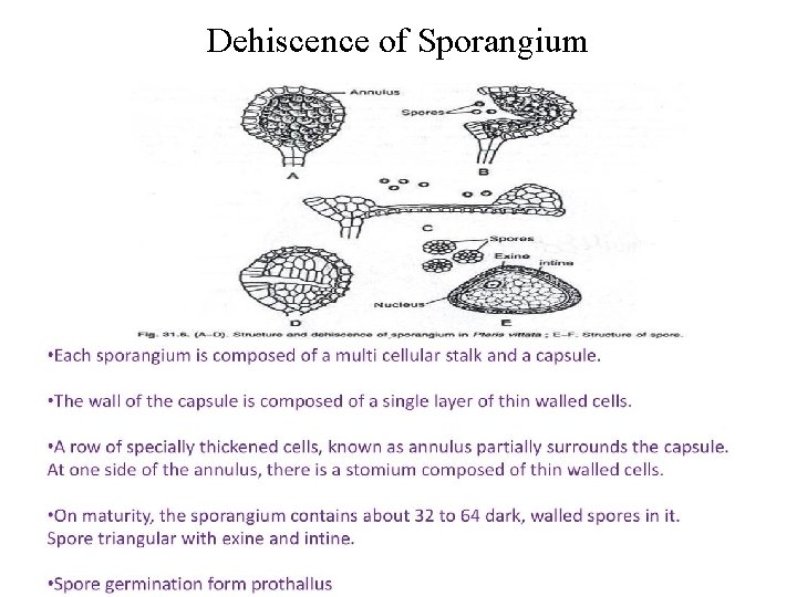 Dehiscence of Sporangium 