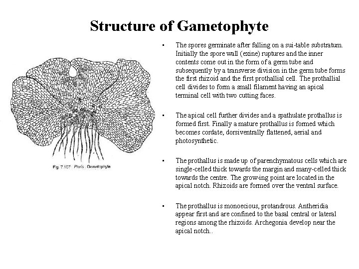 Structure of Gametophyte • The spores germinate after falling on a sui table substratum.