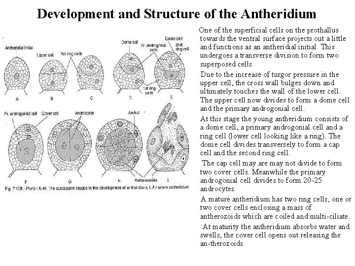 Development and Structure of the Antheridium • • One of the superficial cells on