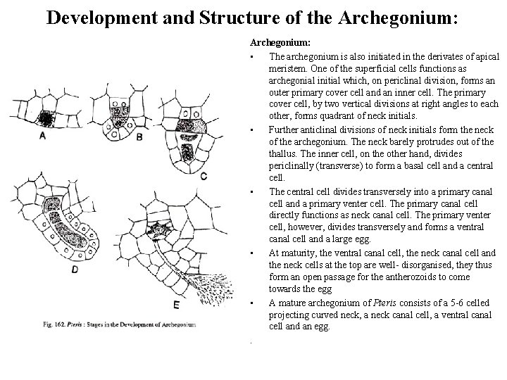 Development and Structure of the Archegonium: • The archegonium is also initiated in the