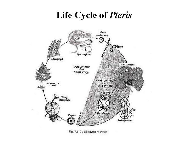 Life Cycle of Pteris 