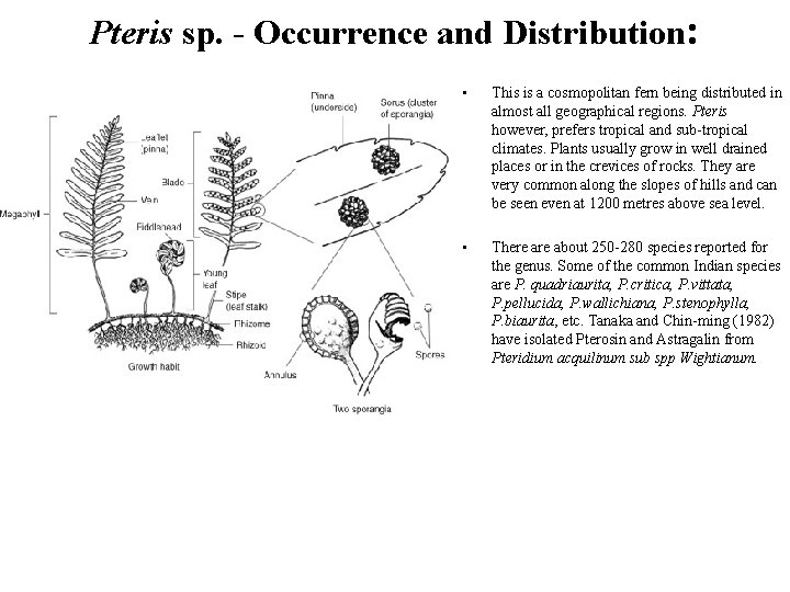Pteris sp. - Occurrence and Distribution: • This is a cosmopolitan fern being distributed