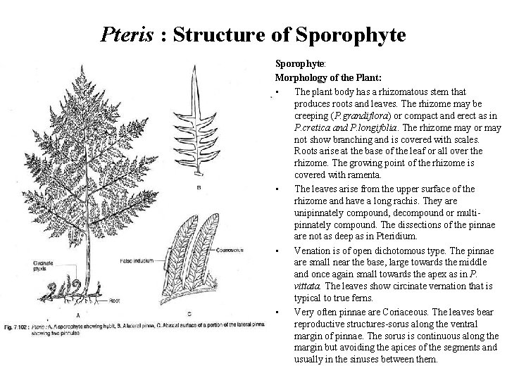Pteris : Structure of Sporophyte: Morphology of the Plant: • The plant body has