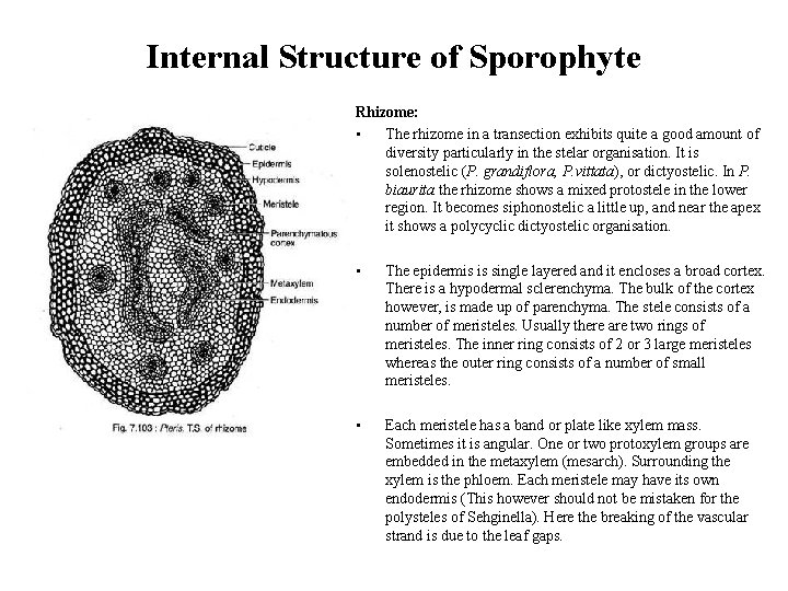 Internal Structure of Sporophyte Rhizome: • The rhizome in a transection exhibits quite a