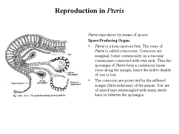 Reproduction in Pteris reproduces by means of spores. Spore-Producing Organ: • Pteris is a
