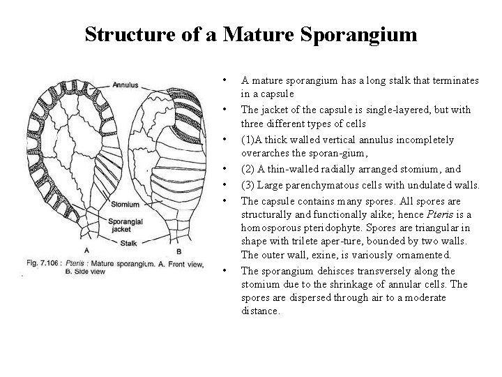 Structure of a Mature Sporangium • • A mature sporangium has a long stalk