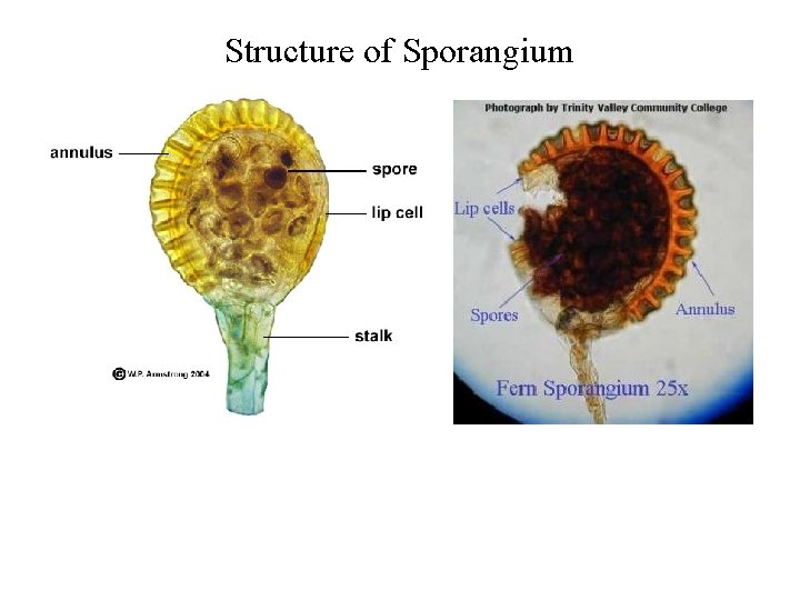 Structure of Sporangium 