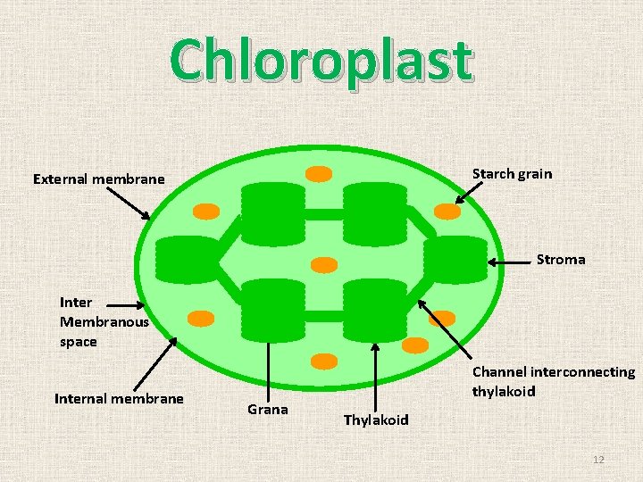 Chloroplast Starch grain External membrane Stroma Inter Membranous space Internal membrane Grana Channel interconnecting