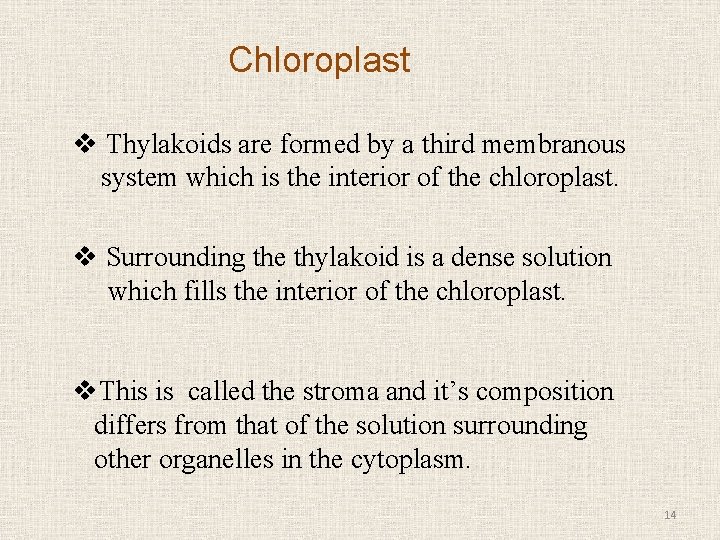 Chloroplast v Thylakoids are formed by a third membranous system which is the interior