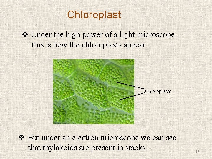 Chloroplast v Under the high power of a light microscope this is how the