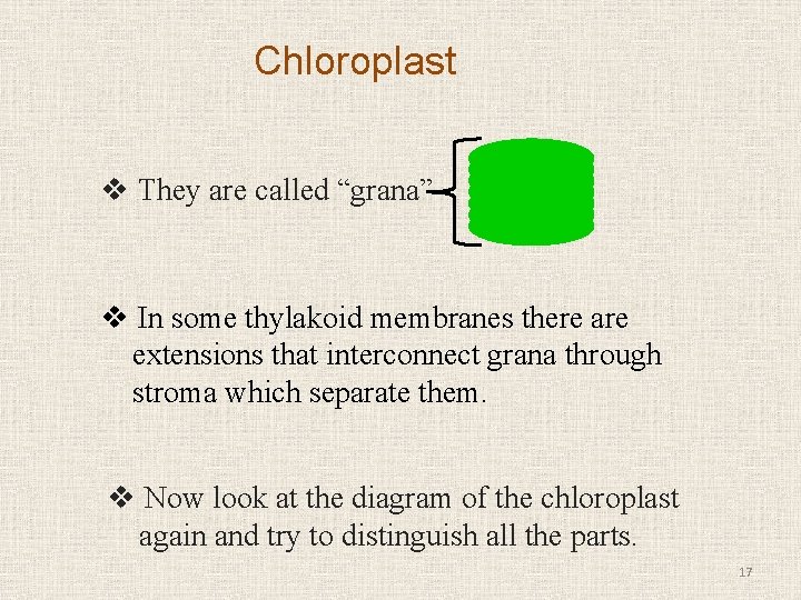 Chloroplast v They are called “grana” v In some thylakoid membranes there are extensions