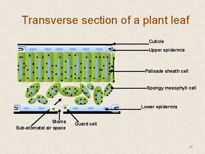 Transverse section of a plant leaf Cuticle Upper epidermis Palisade sheath cell Spongy mesophyll