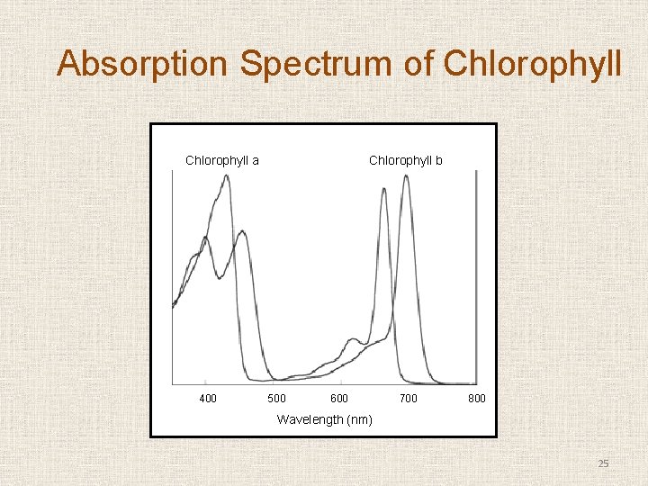 Absorption Spectrum of Chlorophyll a 400 Chlorophyll b 500 600 700 800 Wavelength (nm)