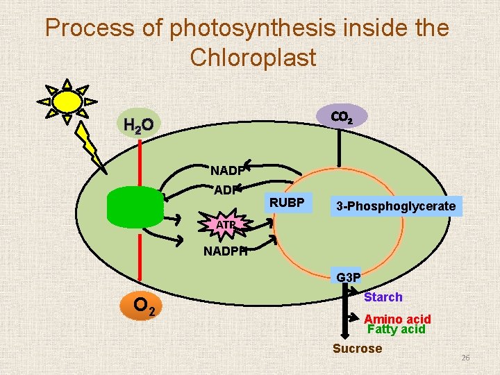 Process of photosynthesis inside the Chloroplast CO 2 H 2 O NADP+ ADP RUBP