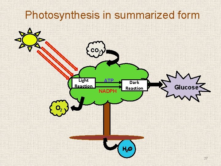 Photosynthesis in summarized form CO 2 Light Reaction ATP NADPH Dark Reaction Glucose O