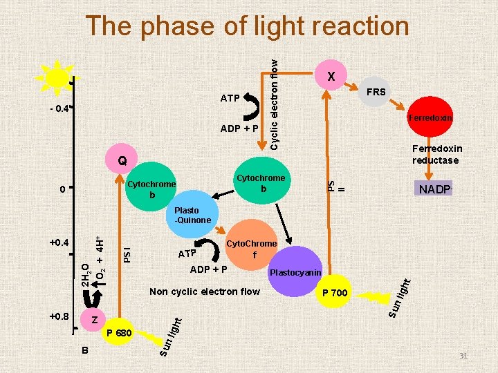 Cyclic electron flow The phase of light reaction ATP - 0. 4 ADP +