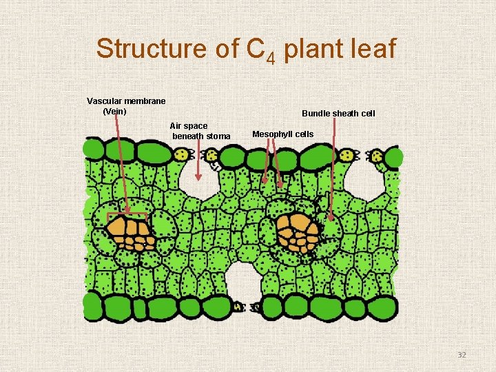 Structure of C 4 plant leaf Vascular membrane (Vein) Bundle sheath cell Air space