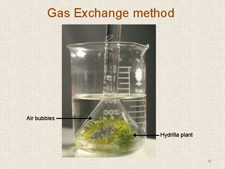 Gas Exchange method Air bubbles Hydrilla plant 36 