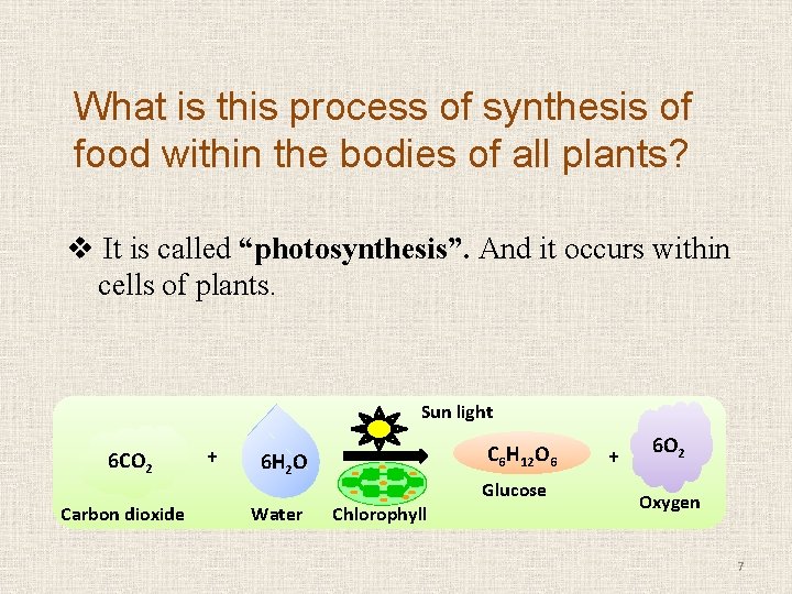 What is this process of synthesis of food within the bodies of all plants?