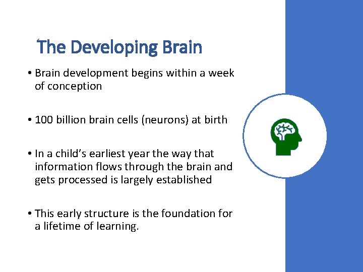 The Developing Brain • Brain development begins within a week of conception • 100 The Developing Brain • Brain development begins within a week of conception • 100